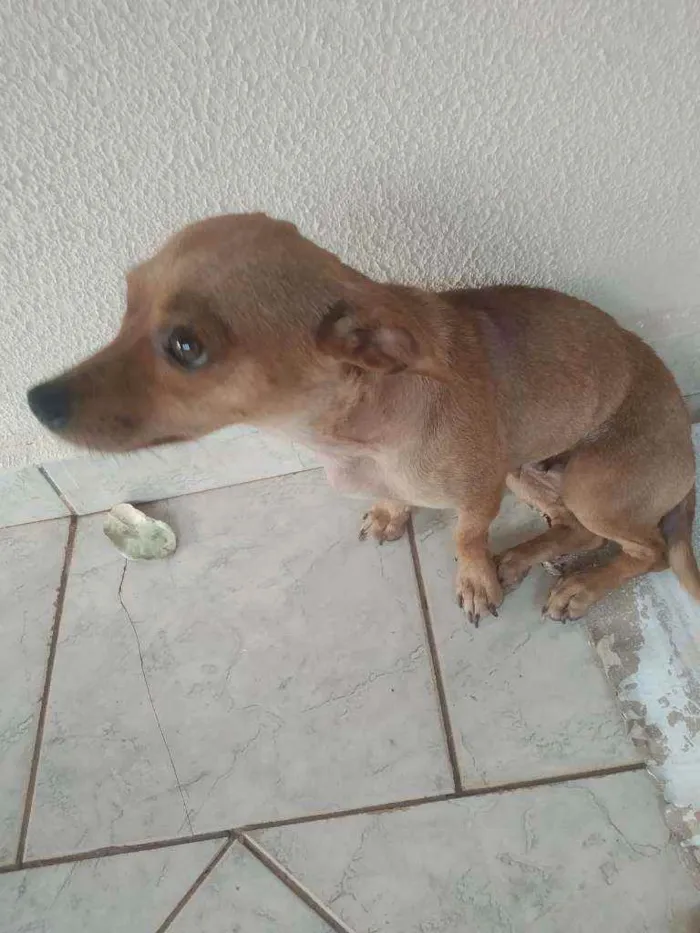 Cachorro ra a vira lata idade 2 anos nome Pituca