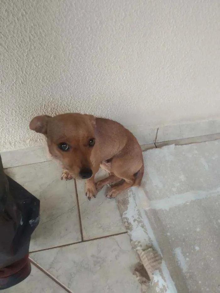 Cachorro ra a vira lata idade 2 anos nome Pituca