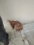 Pituca