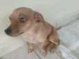 Pituca