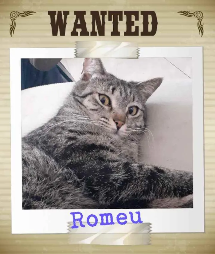 Gato ra a  idade 2 anos nome Romeu