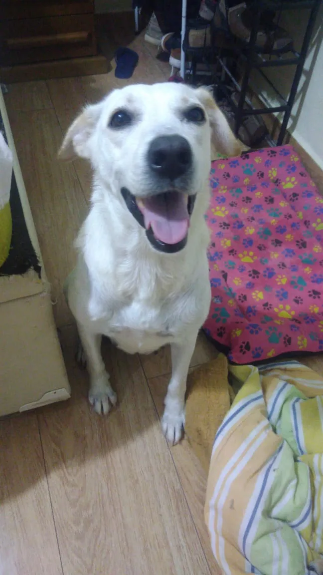 Cachorro ra a Labrador idade 1 ano nome Kyra contato whats