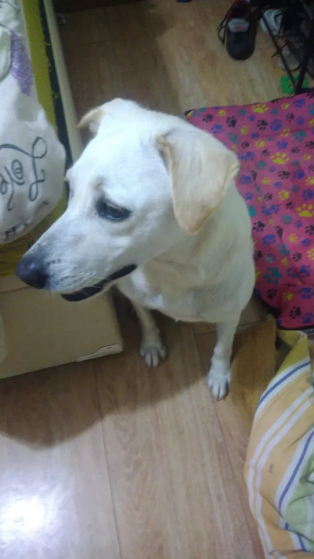 Cachorro ra a Labrador idade 1 ano nome Kyra contato whats