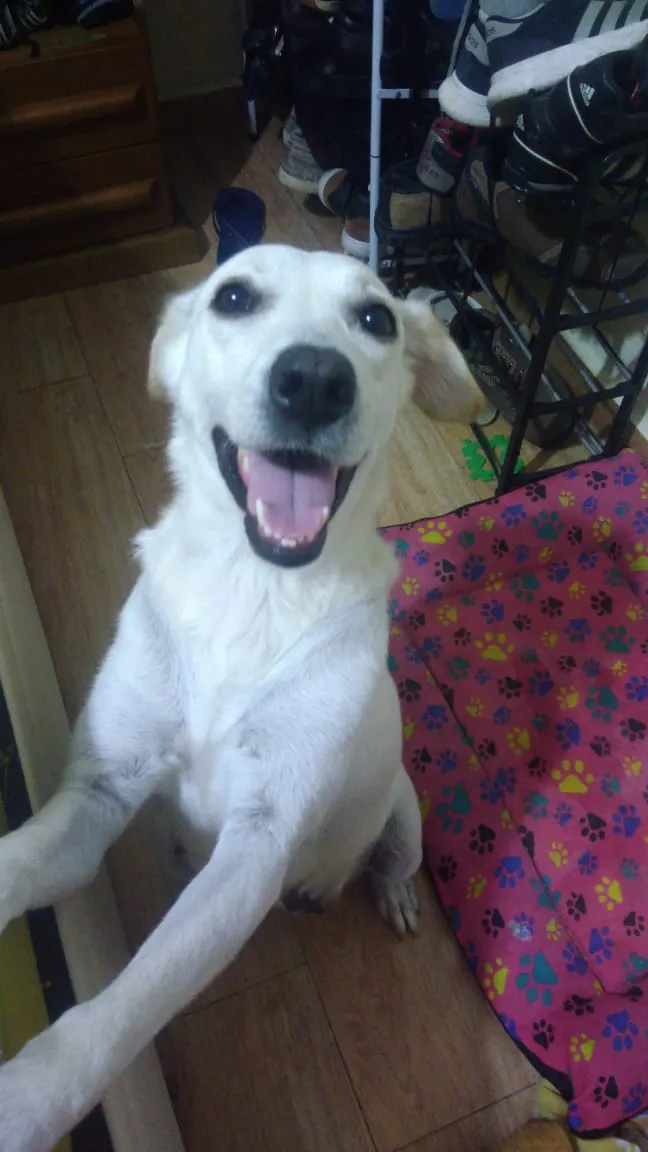 Cachorro ra a Labrador idade 1 ano nome Kyra contato whats