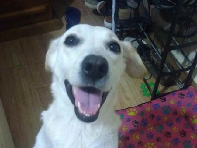 Cachorro ra a Labrador idade 1 ano nome Kyra contato whats