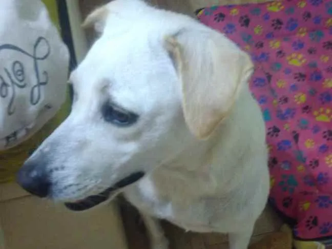 Cachorro ra a Labrador idade 1 ano nome Kyra contato whats