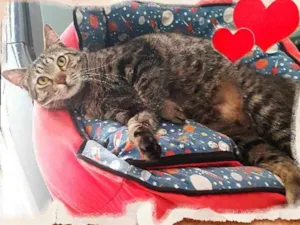 Gato raça  idade 2 anos nome Romeu