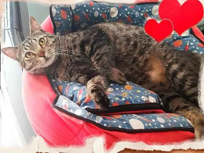 Gato ra a  idade 2 anos nome Romeu