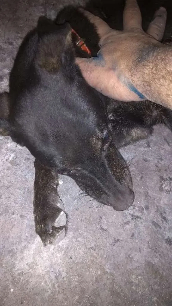 Cachorro ra a Não devinida idade 7 a 11 meses nome Nega