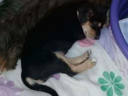 Cachorro raça Pinscher misturado não puro  idade Abaixo de 2 meses nome Raika