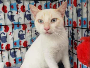 Gato raça Srd idade 1 ano nome Galileu