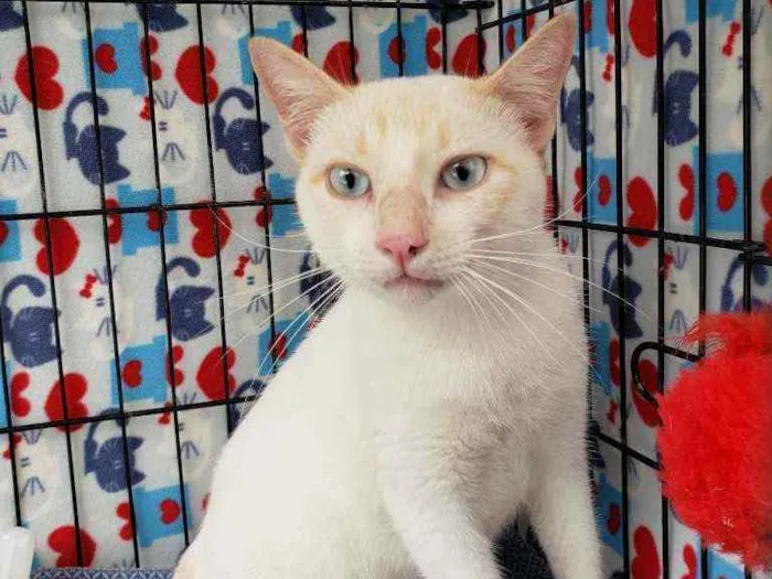 Gato ra a Srd idade 1 ano nome Galileu