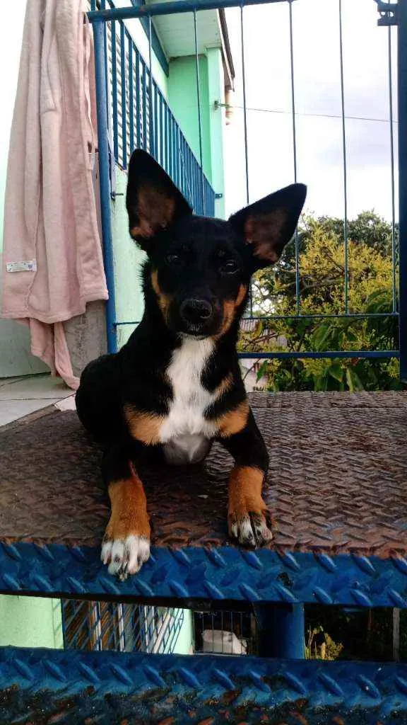 Cachorro ra a Vira lata idade 7 a 11 meses nome Marraya