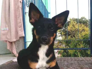 Cachorro raça Vira lata idade 7 a 11 meses nome Marraya