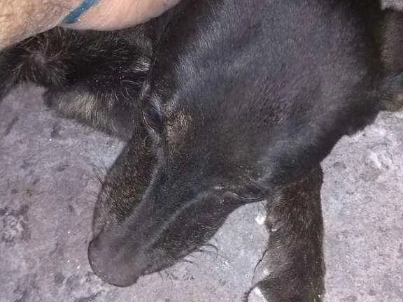 Cachorro ra a Não devinida idade 7 a 11 meses nome Nega