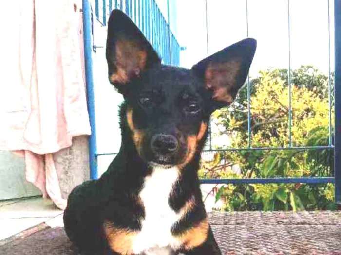 Cachorro ra a Vira lata idade 7 a 11 meses nome Marraya