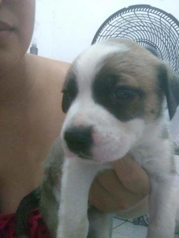 Cachorro ra a Não tem  idade Abaixo de 2 meses nome Não tem 