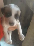 Não tem 