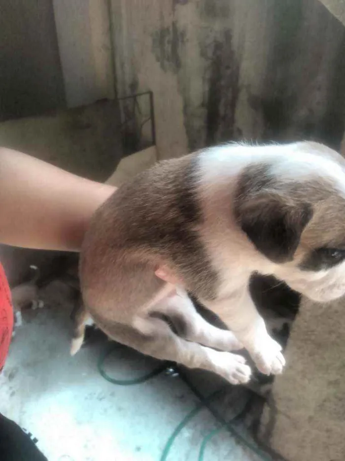 Cachorro ra a Não tem  idade Abaixo de 2 meses nome Não tem 