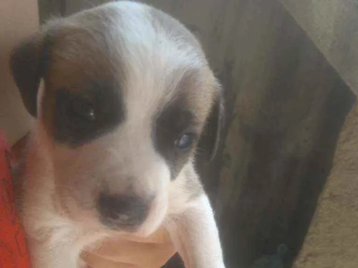 Cachorro ra a Não tem  idade Abaixo de 2 meses nome Não tem 