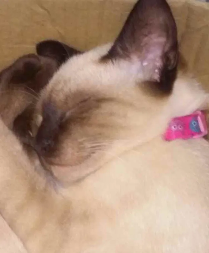 Gato ra a SRD  idade Abaixo de 2 meses nome Sem nome