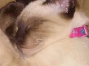 Gato raça SRD  idade Abaixo de 2 meses nome Sem nome