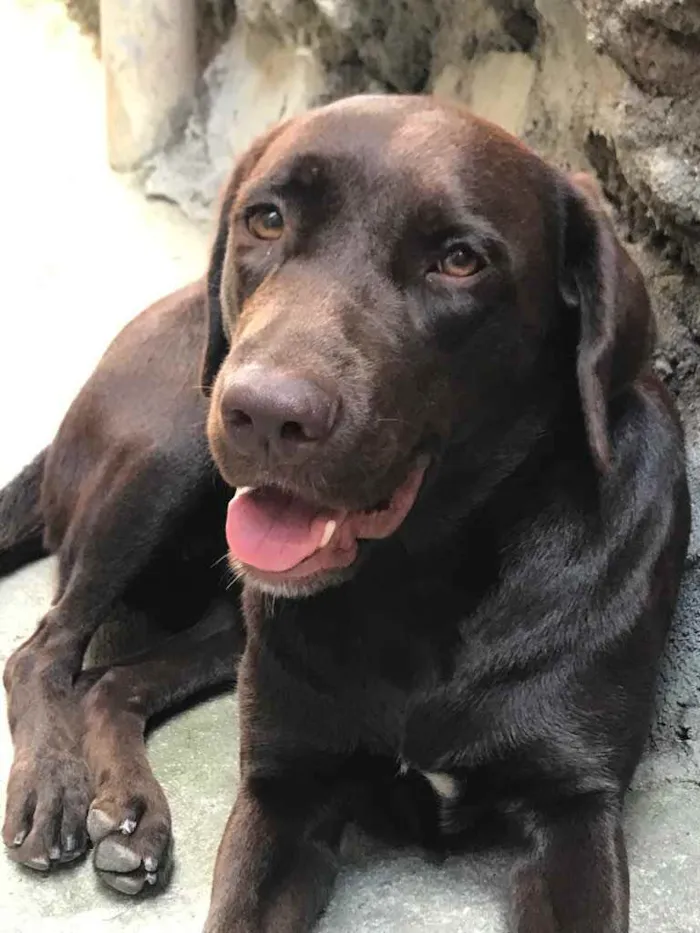 Cachorro ra a Labrador  idade 7 a 11 meses nome Maat 