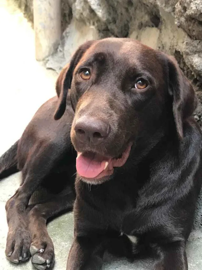 Cachorro ra a Labrador  idade 7 a 11 meses nome Maat 