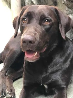 Cachorro raça Labrador  idade 7 a 11 meses nome Maat 