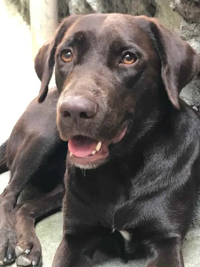 Cachorro ra a Labrador  idade 7 a 11 meses nome Maat 
