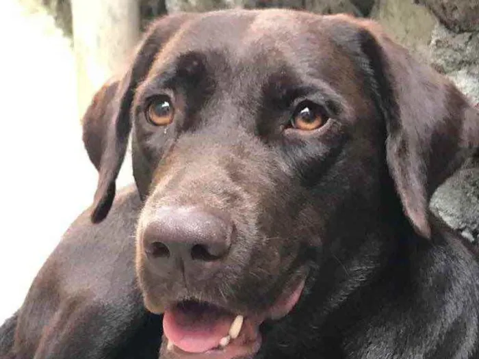 Cachorro ra a Labrador  idade 7 a 11 meses nome Maat 