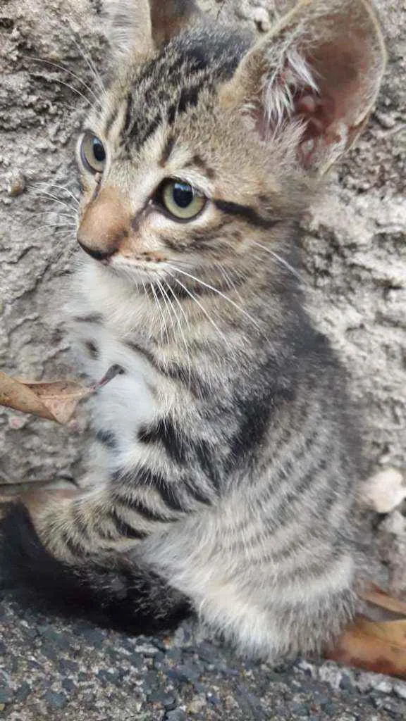 Gato ra a  idade Abaixo de 2 meses nome Sem nome