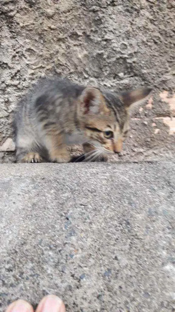 Gato ra a  idade Abaixo de 2 meses nome Sem nome