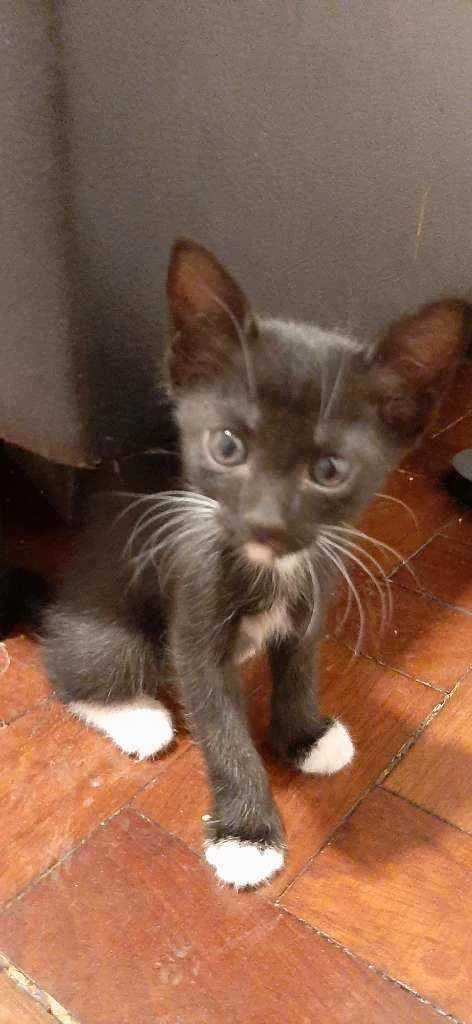Gato ra a Sem raça  idade 2 a 6 meses nome Sem nome