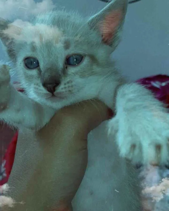Gato ra a Sem raça  idade 2 a 6 meses nome Sem nome