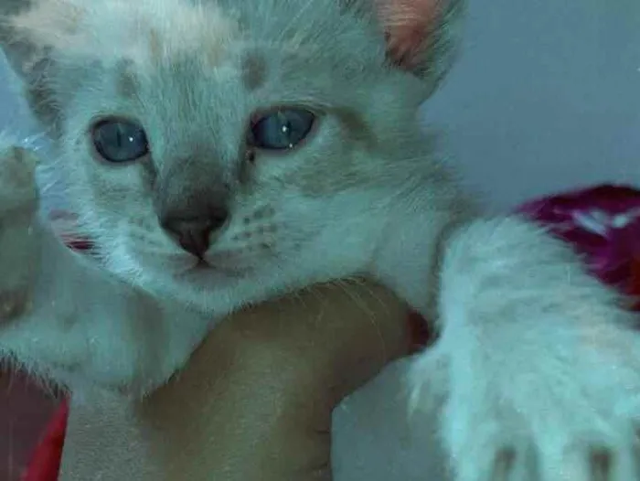 Gato ra a Sem raça  idade 2 a 6 meses nome Sem nome