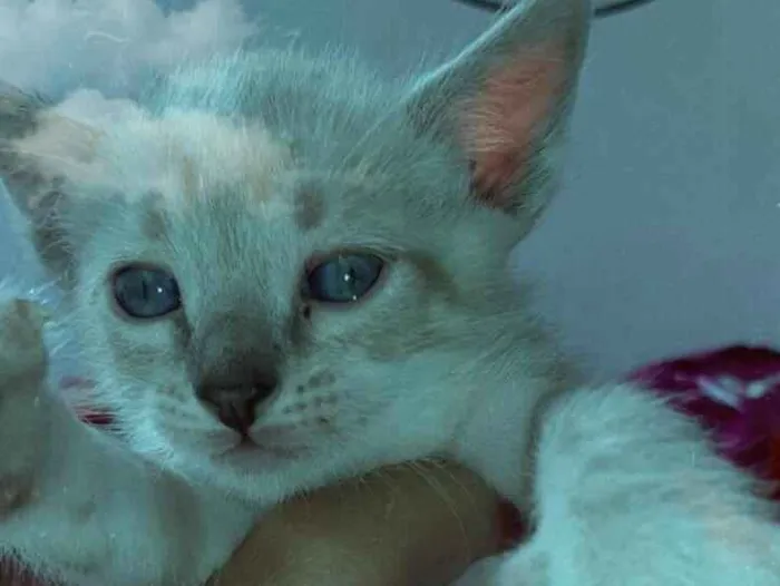 Gato ra a Sem raça  idade 2 a 6 meses nome Sem nome