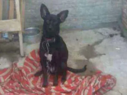 Cachorro raça não sei  idade 4 anos nome Pretinha