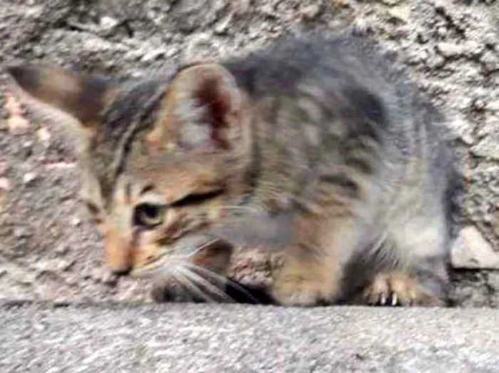 Gato ra a  idade Abaixo de 2 meses nome Sem nome