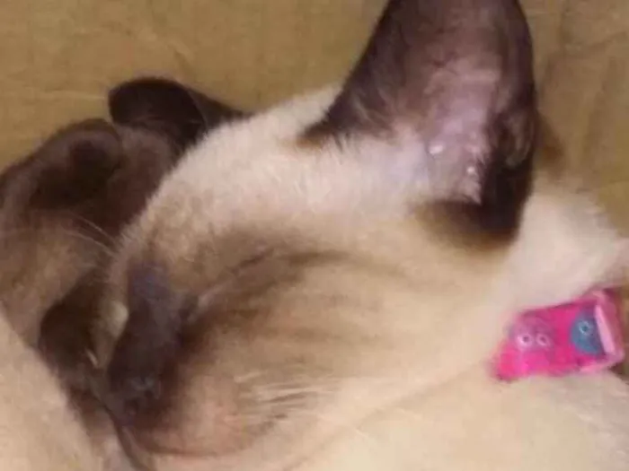 Gato ra a SRD  idade Abaixo de 2 meses nome Sem nome