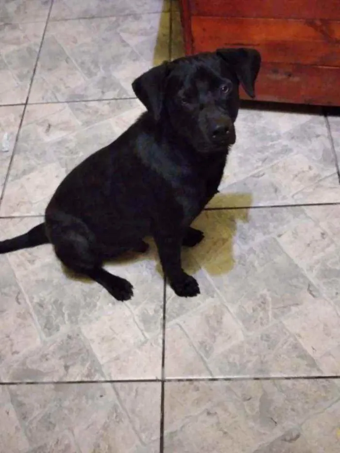 Cachorro ra a SRD idade 1 ano nome Ralph