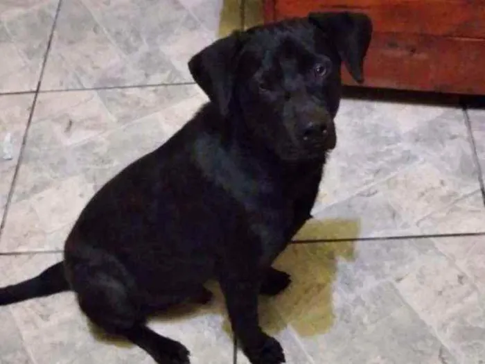 Cachorro ra a SRD idade 1 ano nome Ralph