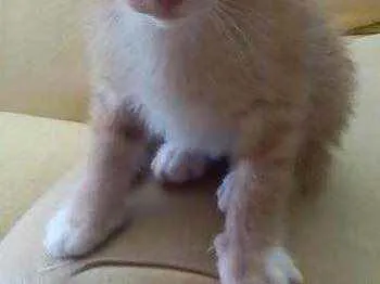 Gato ra a não possui idade Abaixo de 2 meses nome Não possui nome
