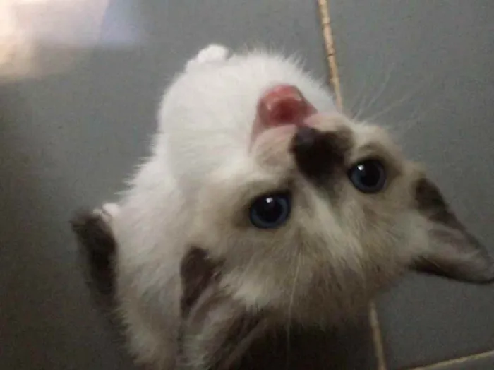 Gato ra a (Sem raça) idade Abaixo de 2 meses nome (Sem nome)