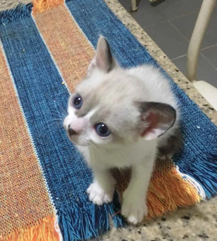 Gato ra a (Sem raça) idade Abaixo de 2 meses nome (Sem nome)