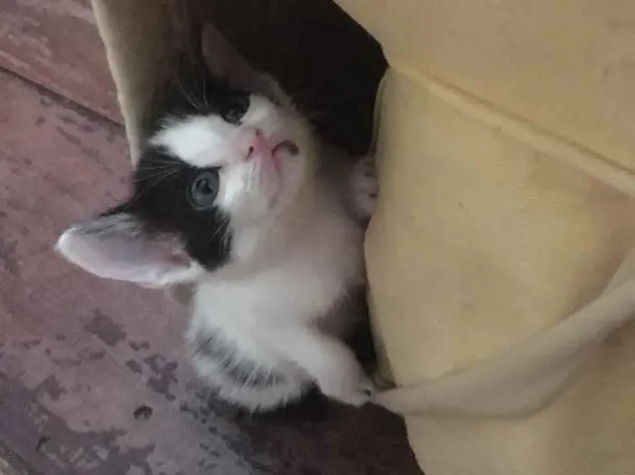 Gato ra a (Sem raça) idade Abaixo de 2 meses nome (Sem nome)