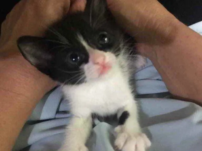 Gato ra a (Sem raça) idade Abaixo de 2 meses nome (Sem nome)