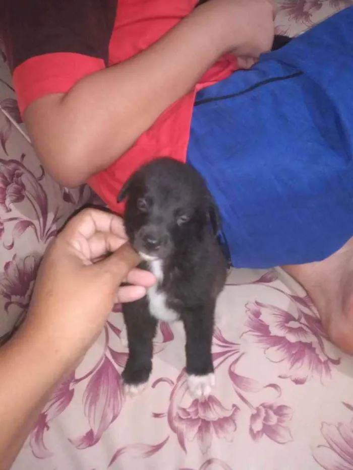 Cachorro ra a Sem raça definida idade Abaixo de 2 meses nome Sem nome