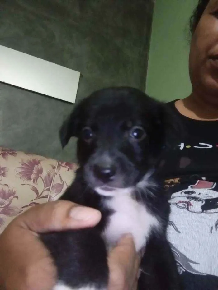 Cachorro ra a Sem raça definida idade Abaixo de 2 meses nome Sem nome