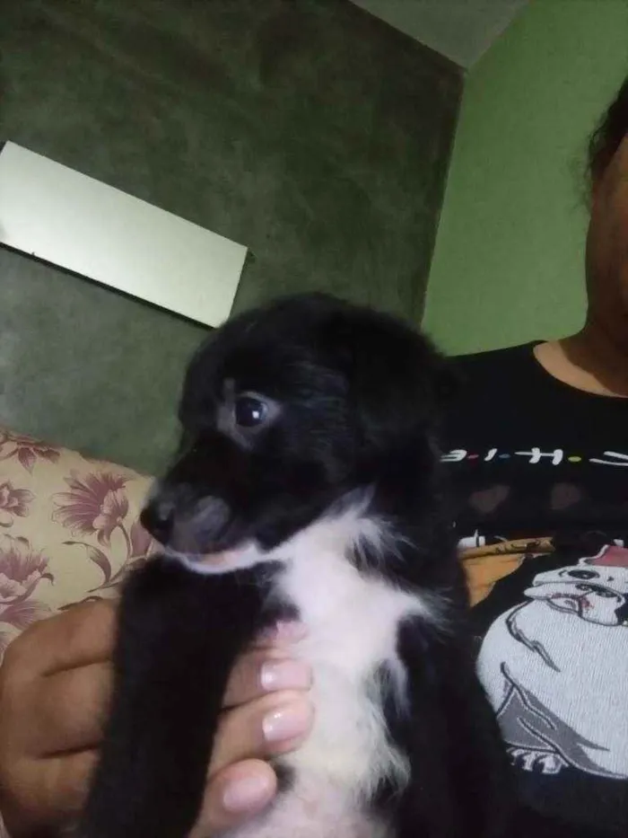 Cachorro ra a Sem raça definida idade Abaixo de 2 meses nome Sem nome
